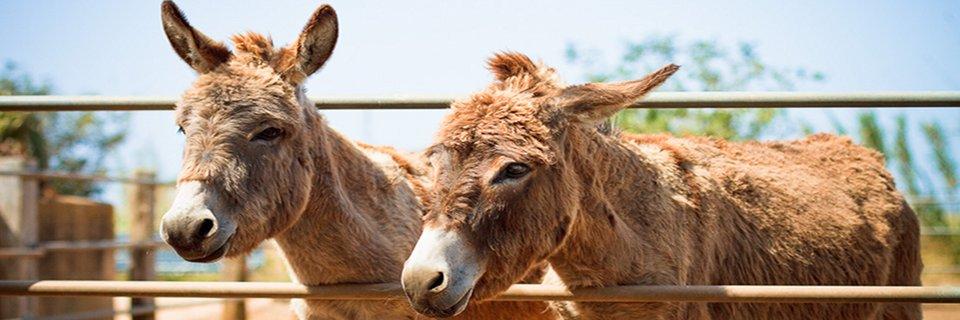 Two donkeys at the gate of Sant Blai, leaning over a metal rail in the sun